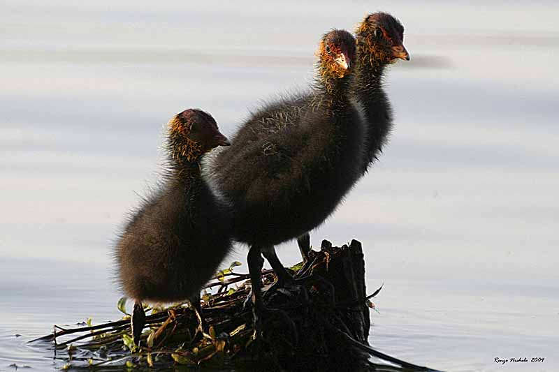 Gallinella d''acqua - Gallinula chloropus